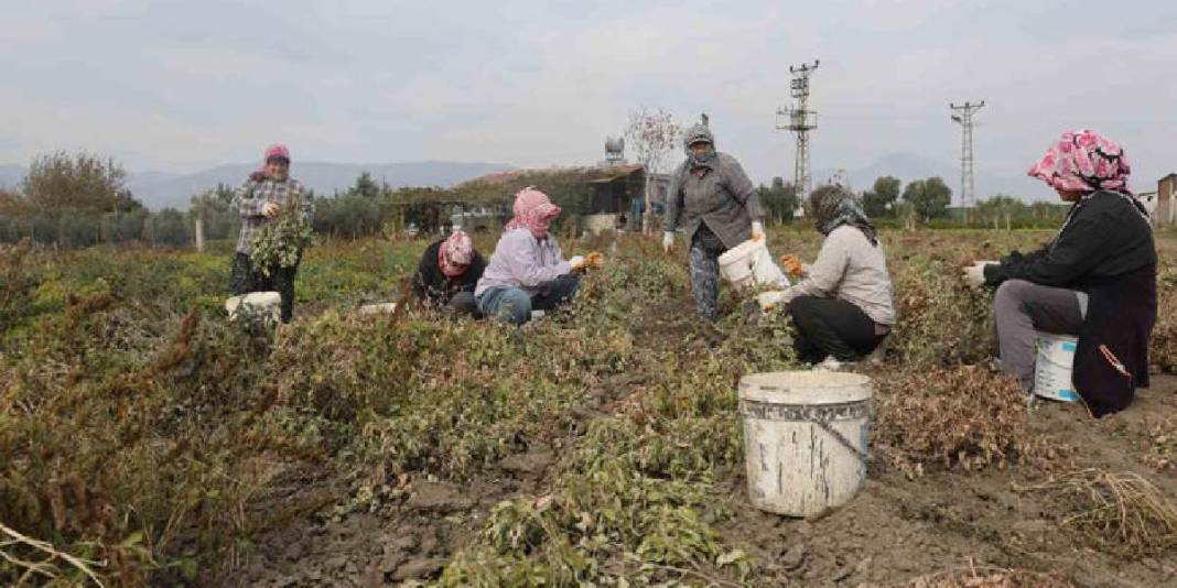 Kuraklık rekolteyi yarı yarıya düşürdü! Hasat yine de umutla başladı: Tarlada 60, markette 120 TL’ye satılıyor 5